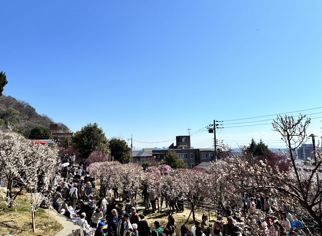 岡本梅祭り2026