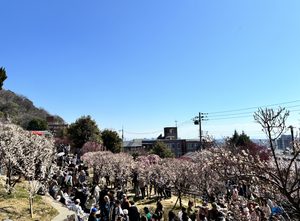 岡本梅まつり